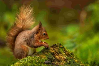 Safe and Humane Methods Experts Use for Squirrel Removal in Burnaby