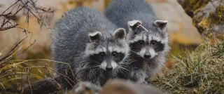 What to Expect During a Professional Raccoon Removal in Burnaby