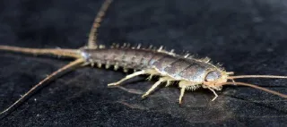 Top Signs You Might Need a Silverfish Exterminator in Burnaby 