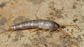 

Why Silverfish Pest Control in Burnaby is Crucial for Your Home

