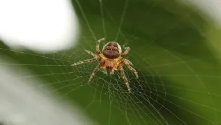 How Spider Exterminator Tackles The Most Common Species in Burnaby