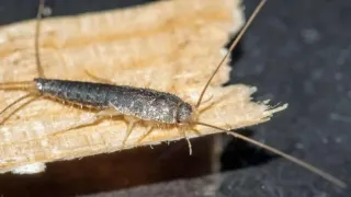 5 Signs You Need to Call a Silverfish Pest Control in Vancouver 