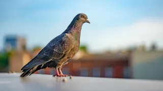 Removing Pigeons with Trappers: When You Should Hire the Pros