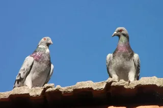 A Complete Guide from Pigeon Trappers in Vancouver, You Can’t Miss 