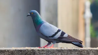 Are Pigeons Taking Over Your Balcony? Here’s What Trappers Can Do