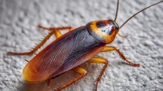 Winter Pest Watch: The Pests That Don’t Hibernate in Burnaby