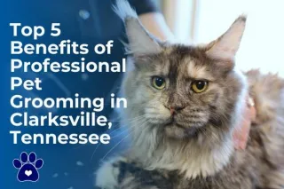 Top 5 Benefits of Professional Pet Grooming in Clarksville, TN