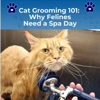 Cat Grooming 101: Why Felines Need a Spa Day in Clarksville
