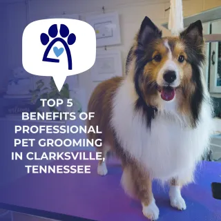 Top 5 Benefits of Professional Pet Grooming in Clarksville, TN