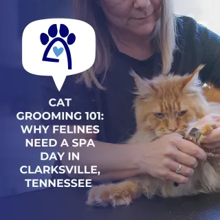 Cat Grooming 101: Why Felines Need a Spa Day in Clarksville