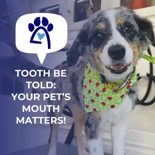 Tooth Be Told: Your Pet’s Mouth Matters
