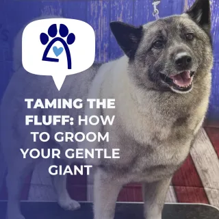 Taming the Fluff: Grooming Large Breed Dogs