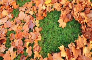 Fall For A Great Lawn