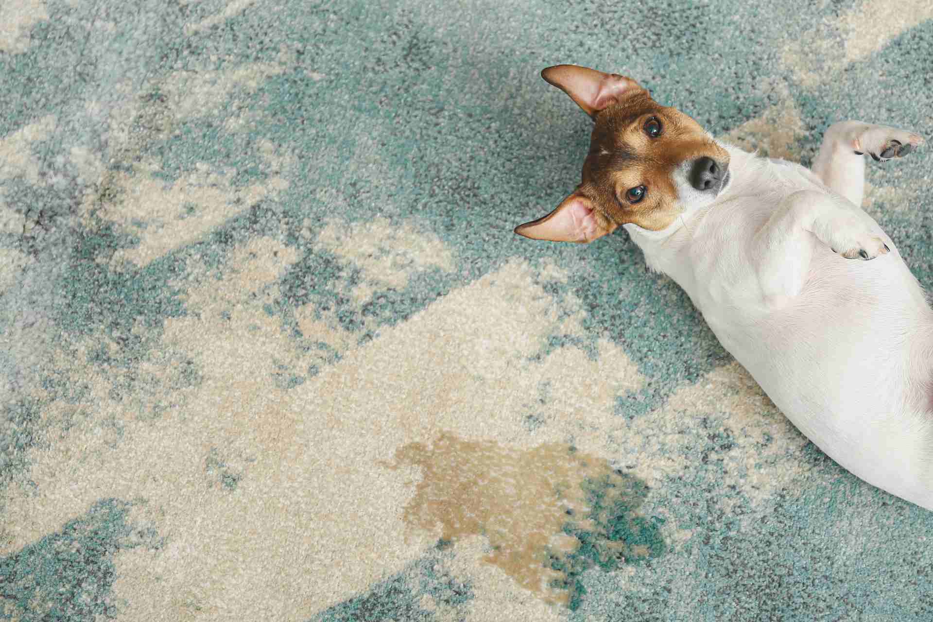 8 Effective Ways to Get Dog Smell Out of Carpet