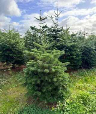 Your Complete Guide To Choosing The Perfect Christmas Tree