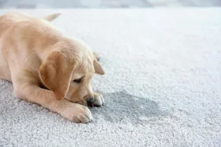 Removing Pet Stains