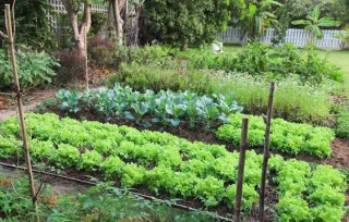 Planning a Backyard Garden for Year-Round Harvest