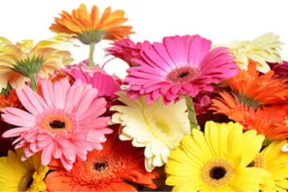 Which Is More Important: Physical, Emotional, or Spiritual Health?