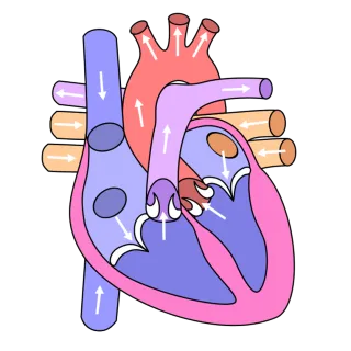 Women's Cardiovascular Health