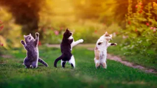 Three Cats and Work: Making it easier