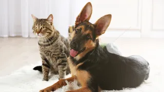 Navigating the Peril: Understanding and Preventing Snake Bites in Dogs 