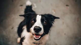 Identifying Common Canine Injuries and Ailments