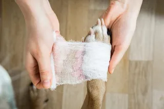 Bandage and Buddy Care:  Basic Wound Management for Dogs