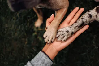 Preventive Paws: Keeping Your Dog Safe and Healthy