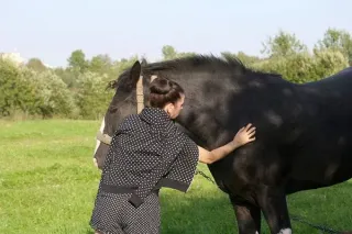 The Art of Connection: The Immune System and Touch for Horses