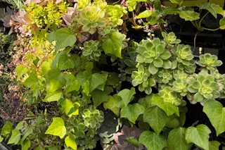 Your Living Wall Has a Personality. What’s Yours?