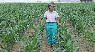 Ensuring the Legacy of the Land: Index Universal Life Insurance as a Succession Planning Tool for Farmers
