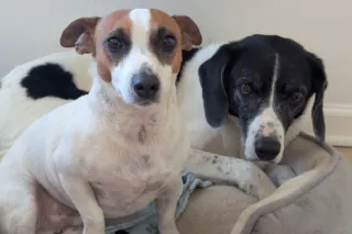 Why Are the Dogs Glaring at Me?