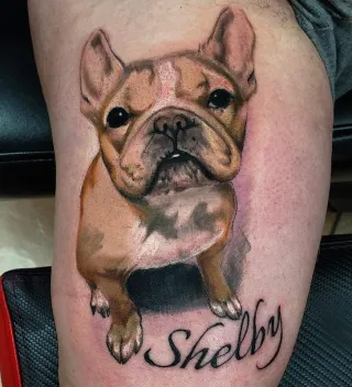 French Bulldog