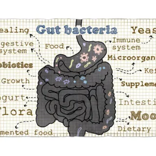 The Gut Health Epidemic: What's Behind the Imbalance?