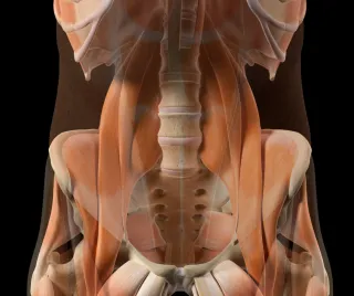 The Effects of Sitting on Hip Muscles and How It Leads to Back Weakness and Pain