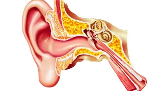 The Surprising Link Between Your Neck and Your Ears