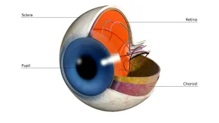Can a Misaligned Spine Really Affect Your Vision?