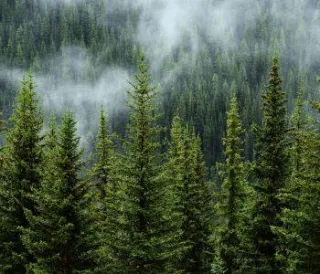 Where forests are born