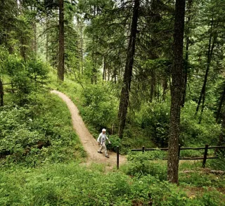 Forest Bathing: How the Woods Can Heal Your Body and Mind