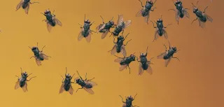 Adiós moscas: El secreto natural para disfrutar tu verano sin estos molestos insectos