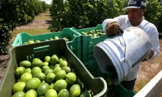 Crisis en el Limón: Paro en Michoacán Amenaza Producción y Dispara Precios