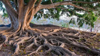Rooting Together - Rising Strong