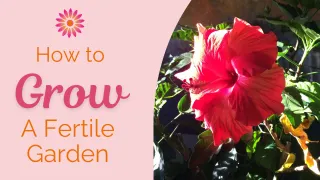 How to Grow A Fertile Garden