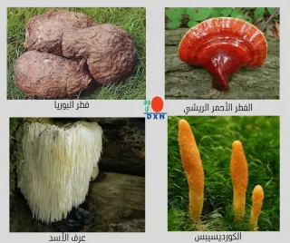 أهم العناصر الطبيعية التي تدخل في منتجات دي إكس إن