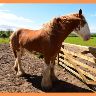 Clydesdale Cycle
