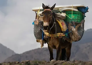 Work and Worry Will Kill a Mule