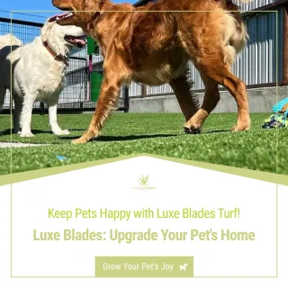Why Turf for Pets Is the Best Option for Pet Owners