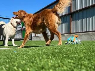 benefits-artificial-turf-for-dogs
