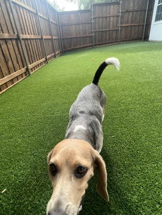 Is Artificial Turf Safe for Pets? Here's What 20+ Years of Installation Experience Taught Us