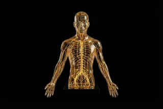 What is Electrodermal Screening? : Biological Stewardship & EDS Testing